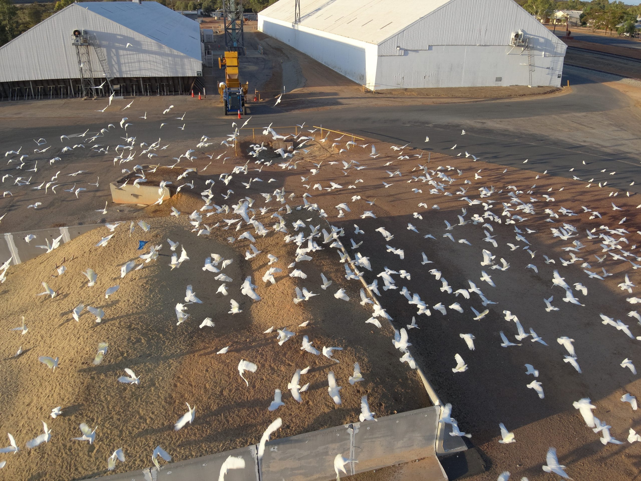 hundreds of birds hovering over grain storage