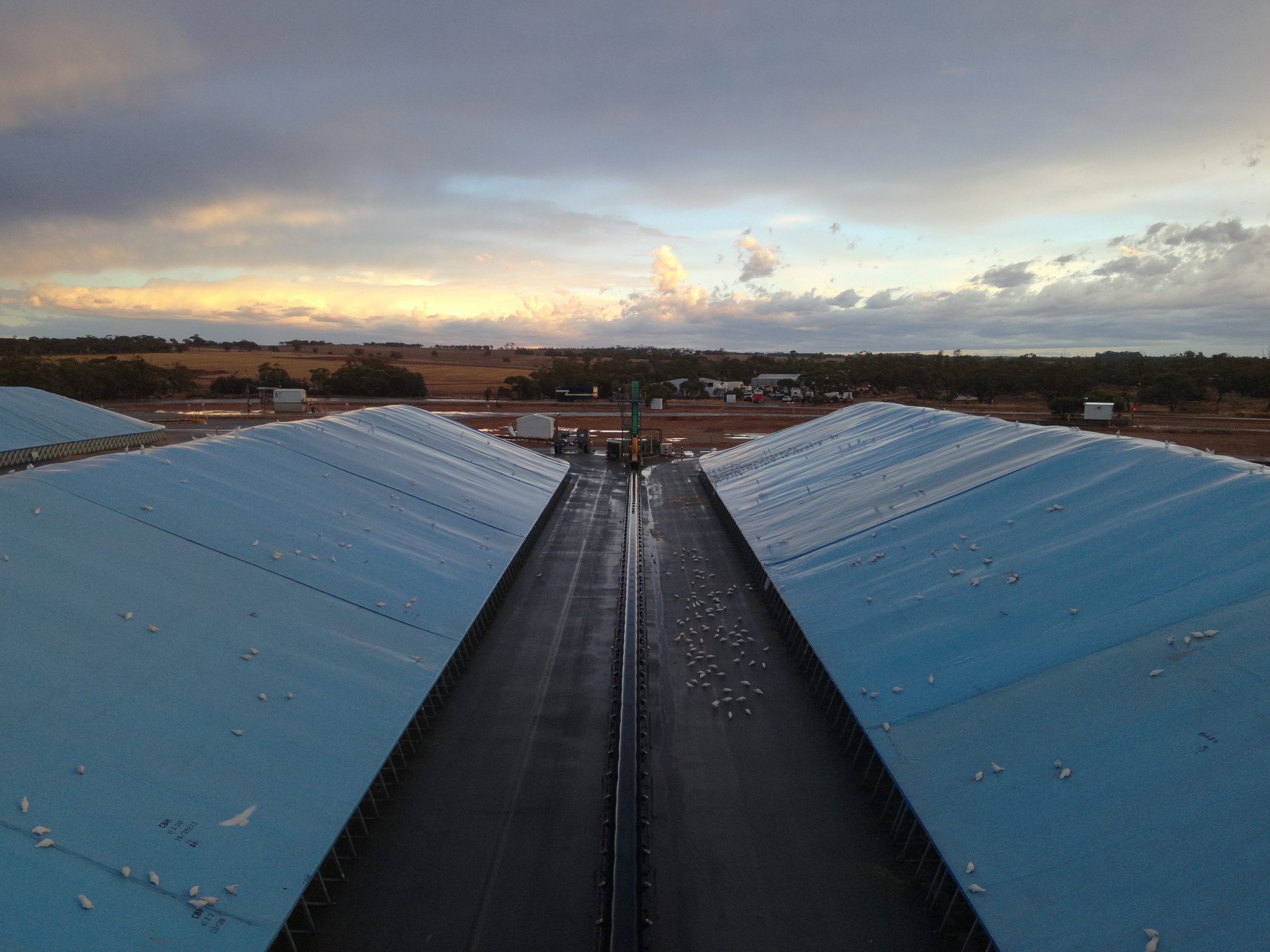 birds flocked and sitting on grain storage facility